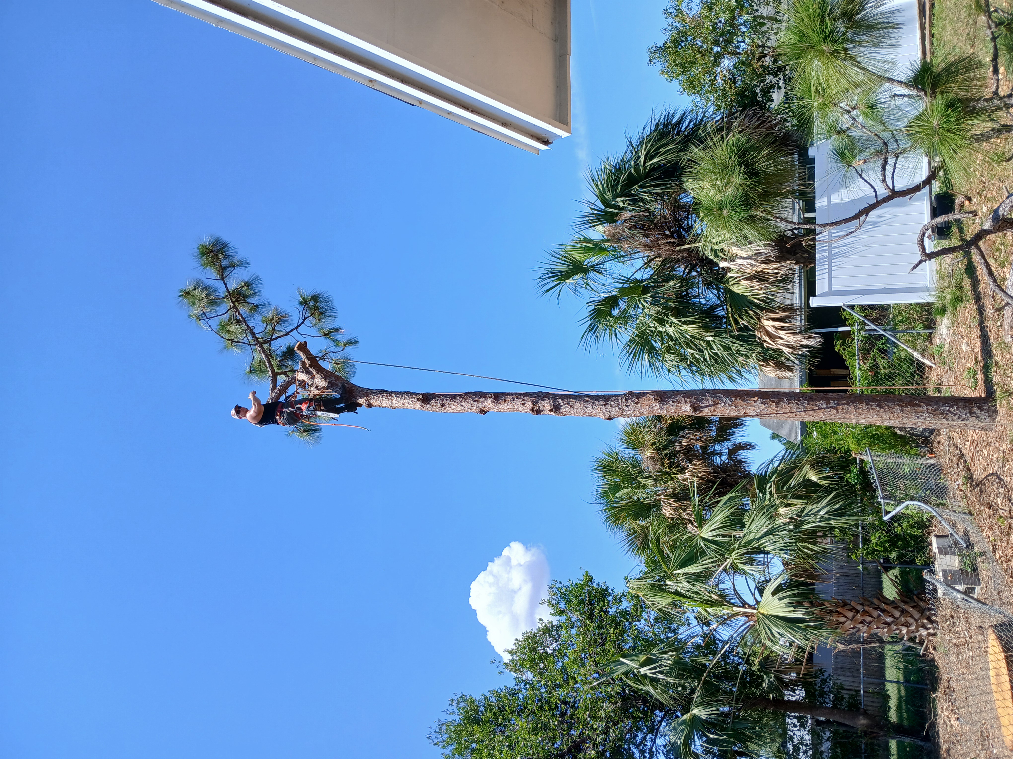  for A Southern Style Tree Service in Orlando, FL