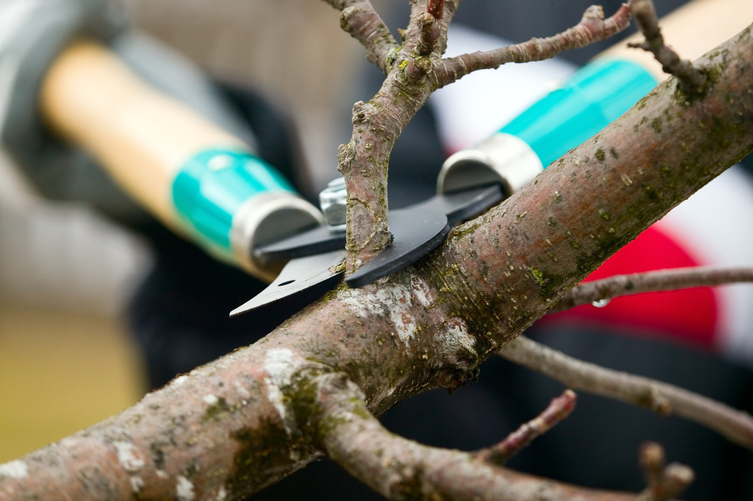 Tree Service company Rockford Tree Specialist in Rockford, MN