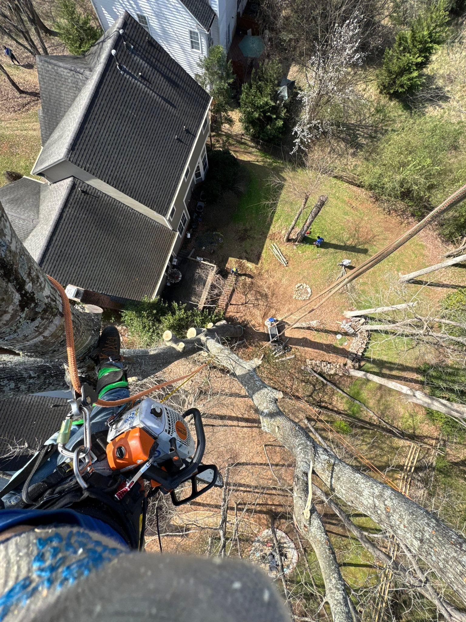 for Pedro's Tree Removal in Charlotte, NC