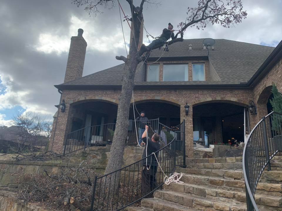  for Classic cut tree trimming and removal in Arlington, TX