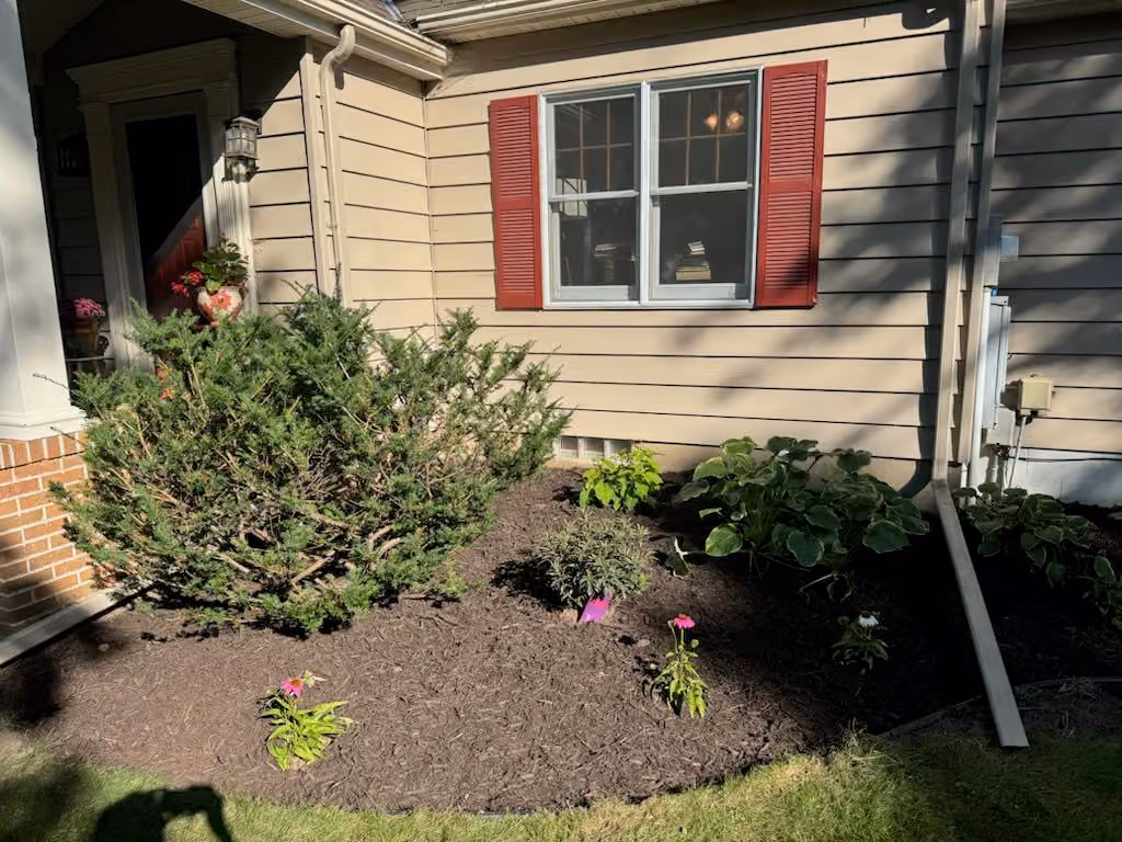 A New Beginning for Overgrown Yards
