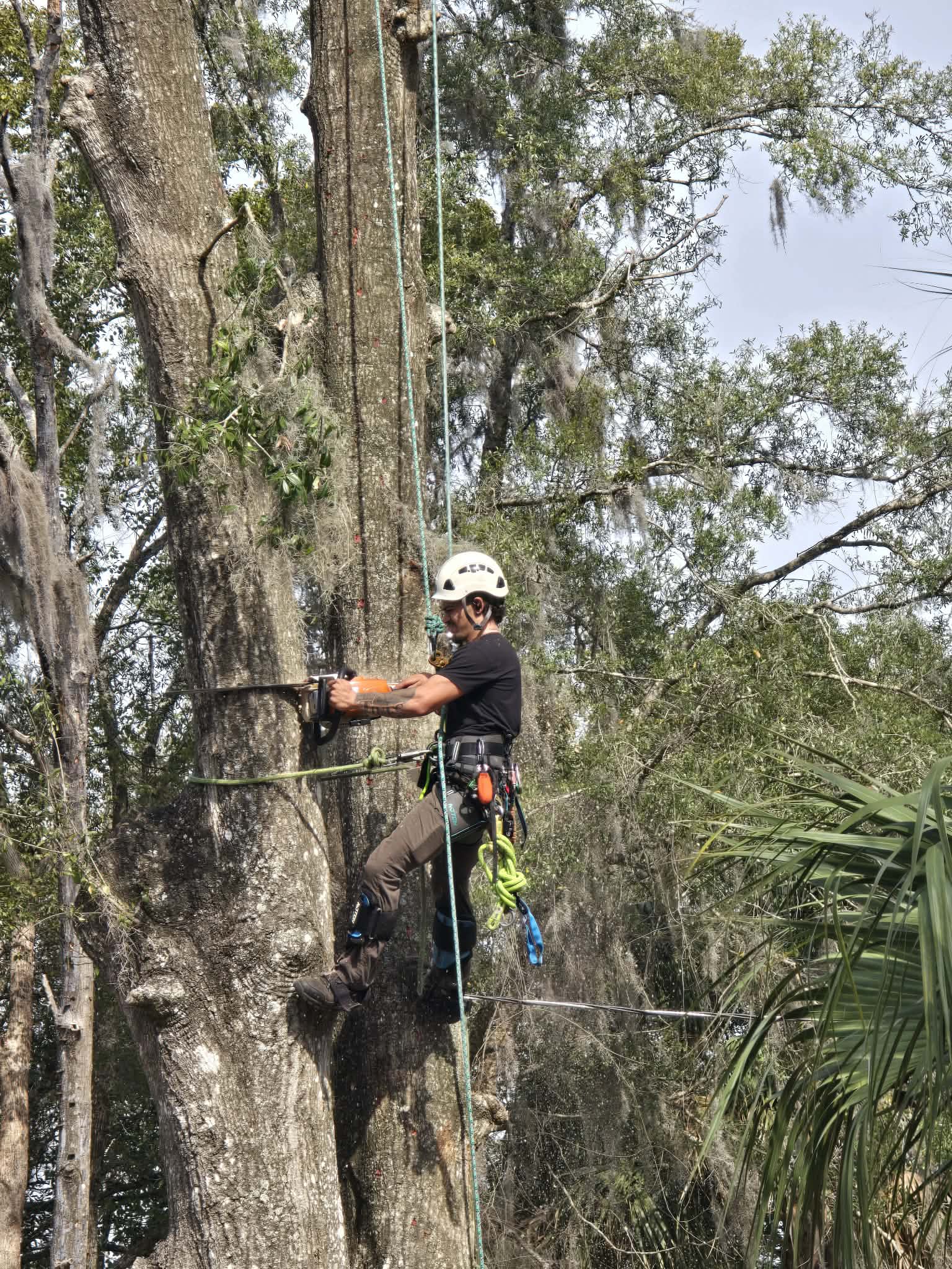  for All Around Guys Tree Service in Ocala, FL