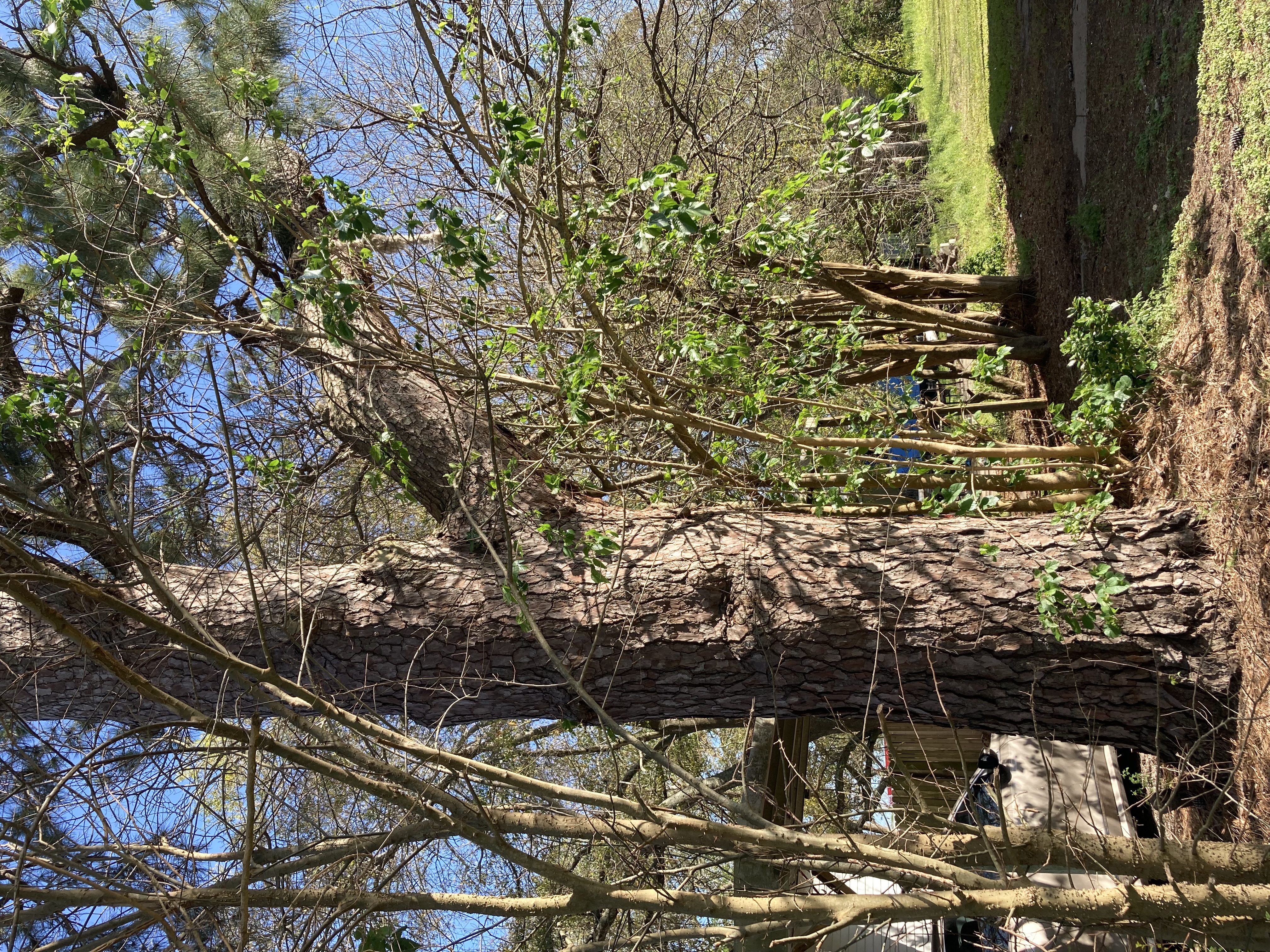  for Alpers Tree Services in Cleveland, TX