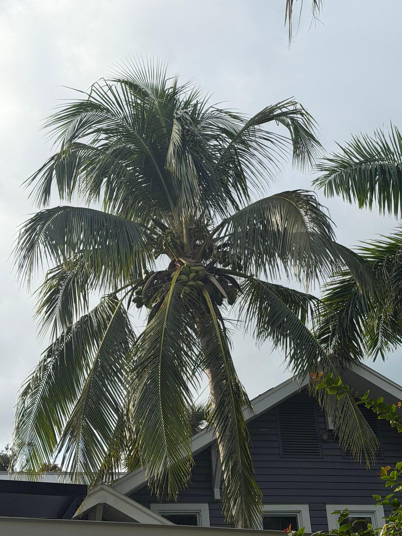  for Damian’s Tree Care in Sarasota, FL