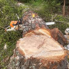  for Fairbairn Tree trimming in Willmar, MN