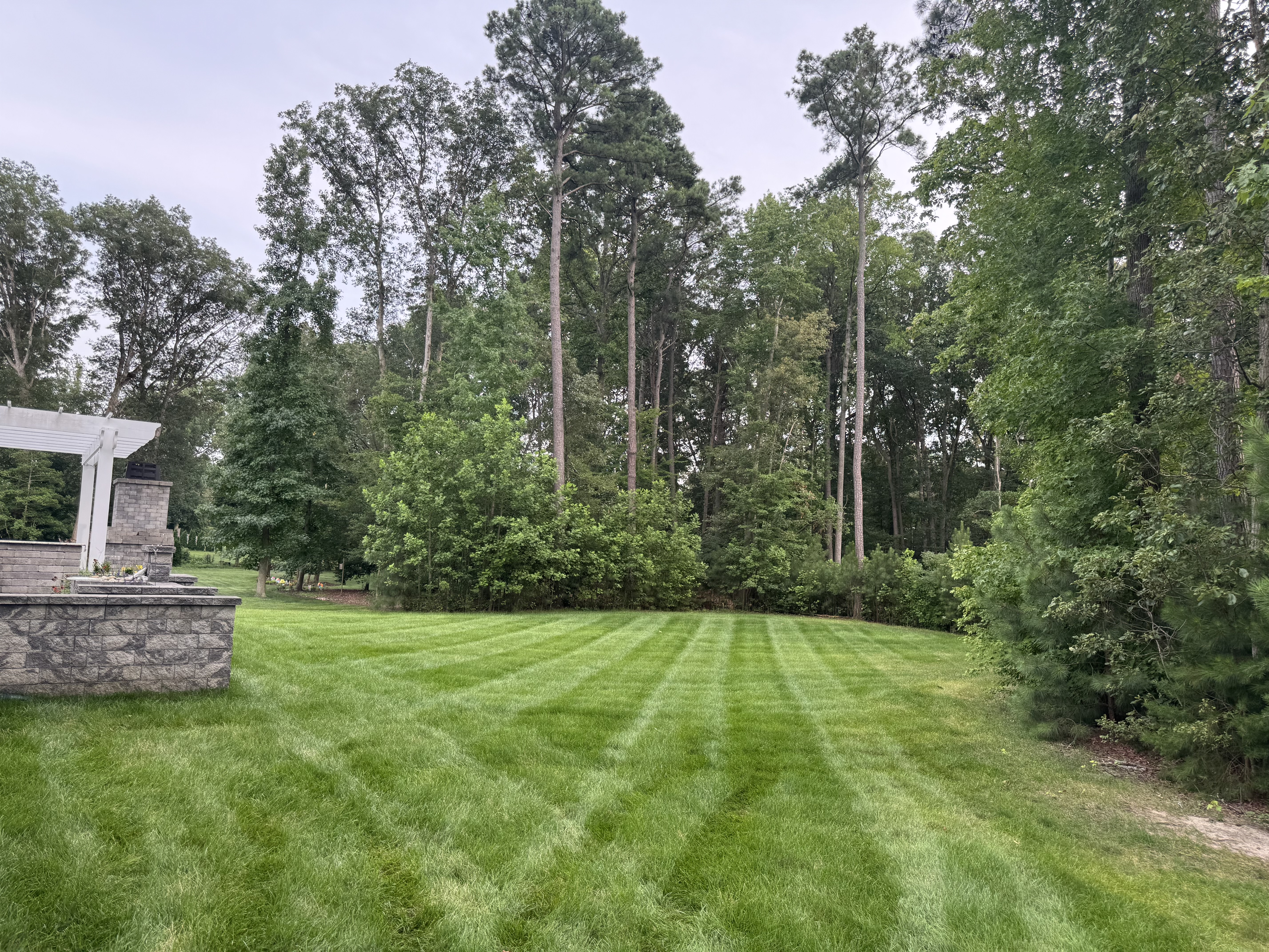 Fresh core aeration plugs on a lush green lawn