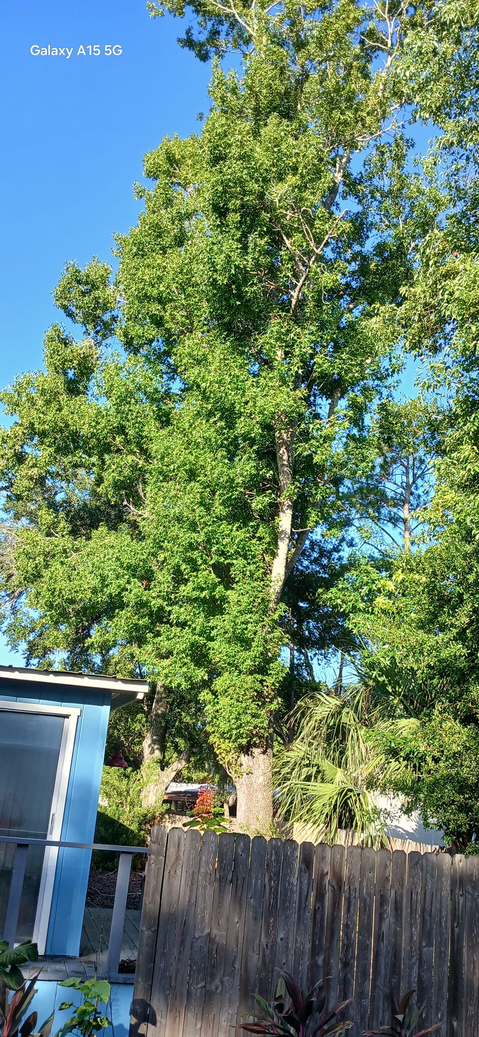  for A Southern Style Tree Service in Orlando, FL