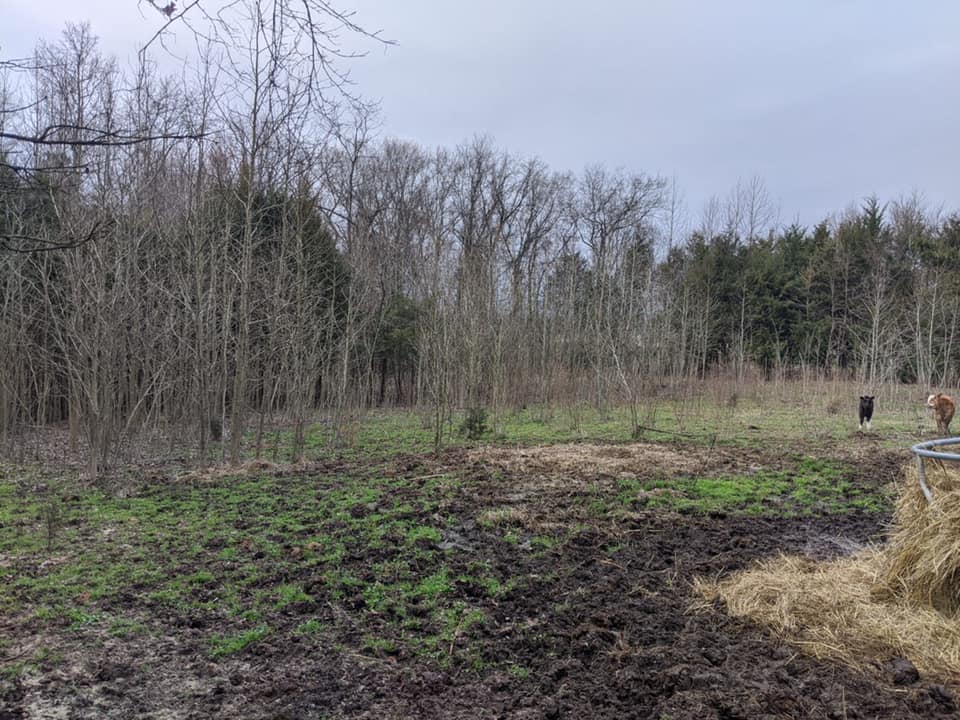 for CCS Forestry Mulching in Woodleaf, NC