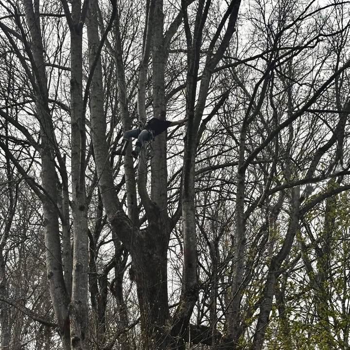  for Wade's Family Tree Service in Townsend, TN