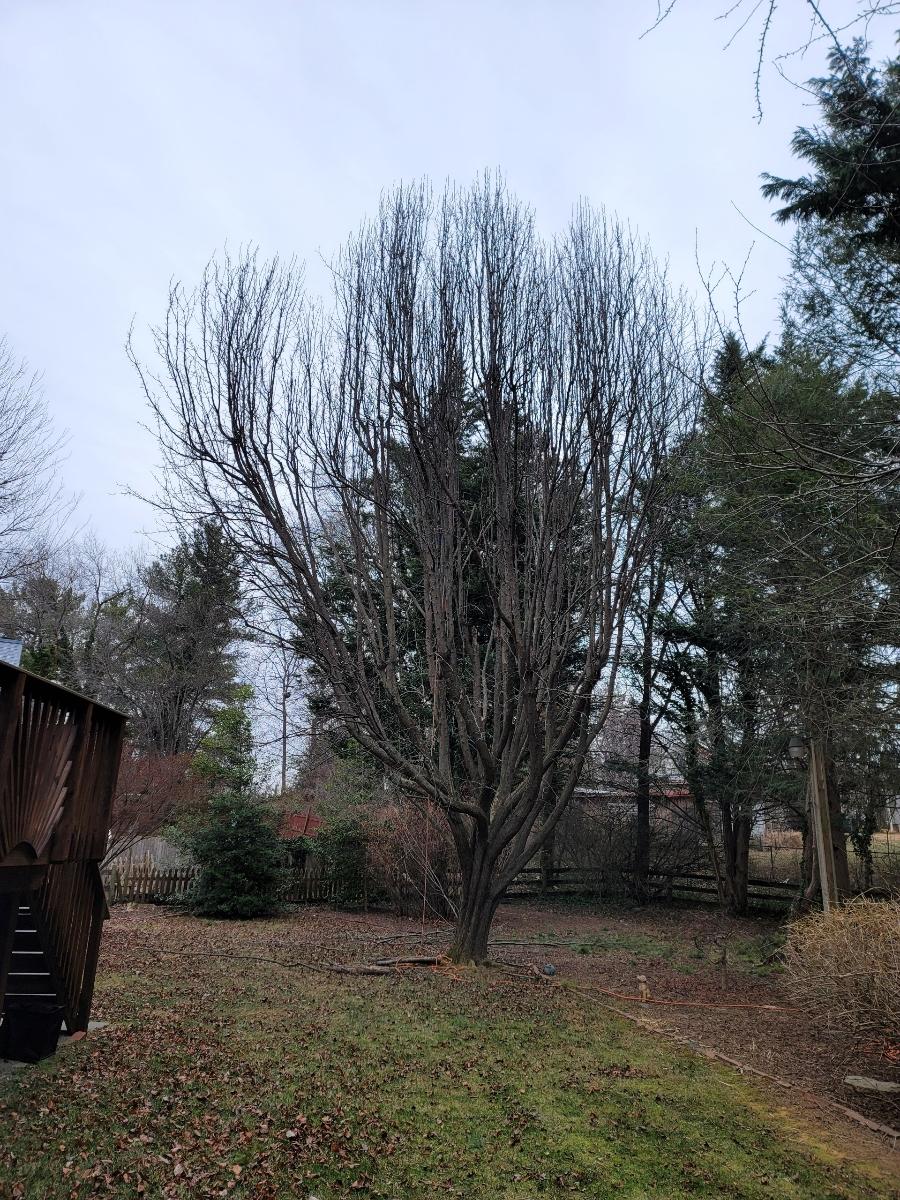  for Integrity Tree and Landscaping in Lynchburg, VA