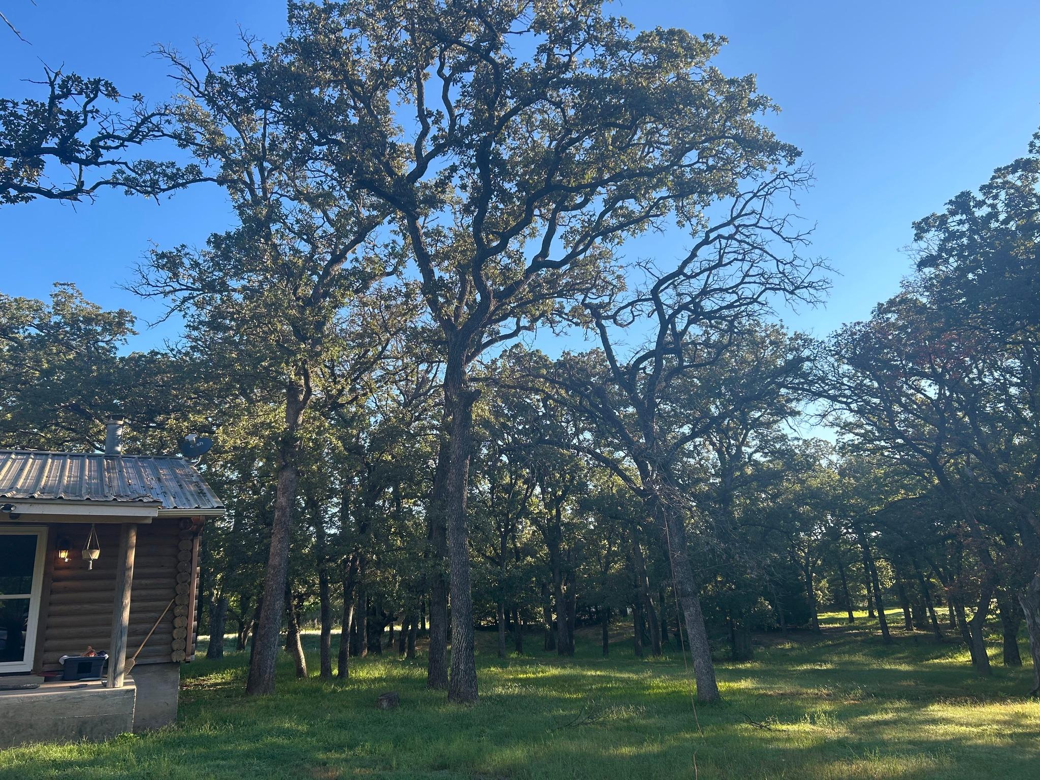 Mark's Tree Service crew operating in Fort Worth, TX