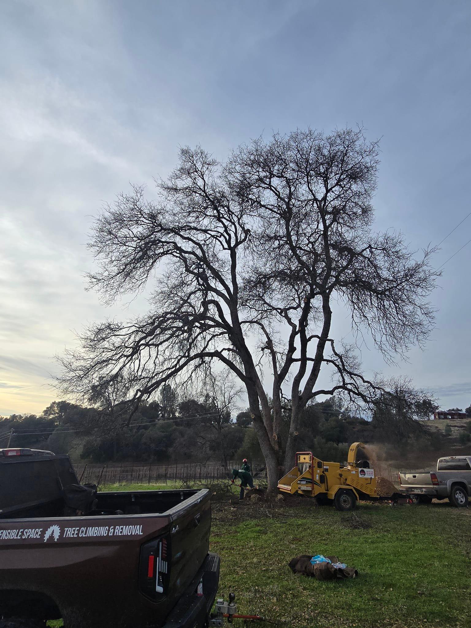 Bare-branched oak being worked in winter with a chipper running on the property