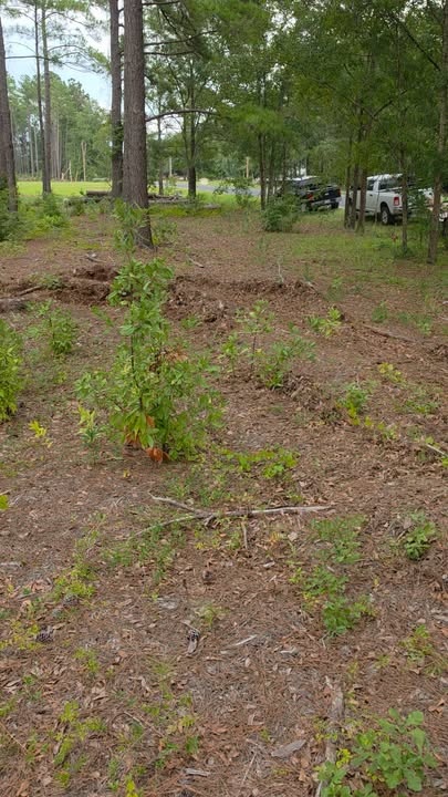  for Barnhill land clearing LLC in Horry County, SC