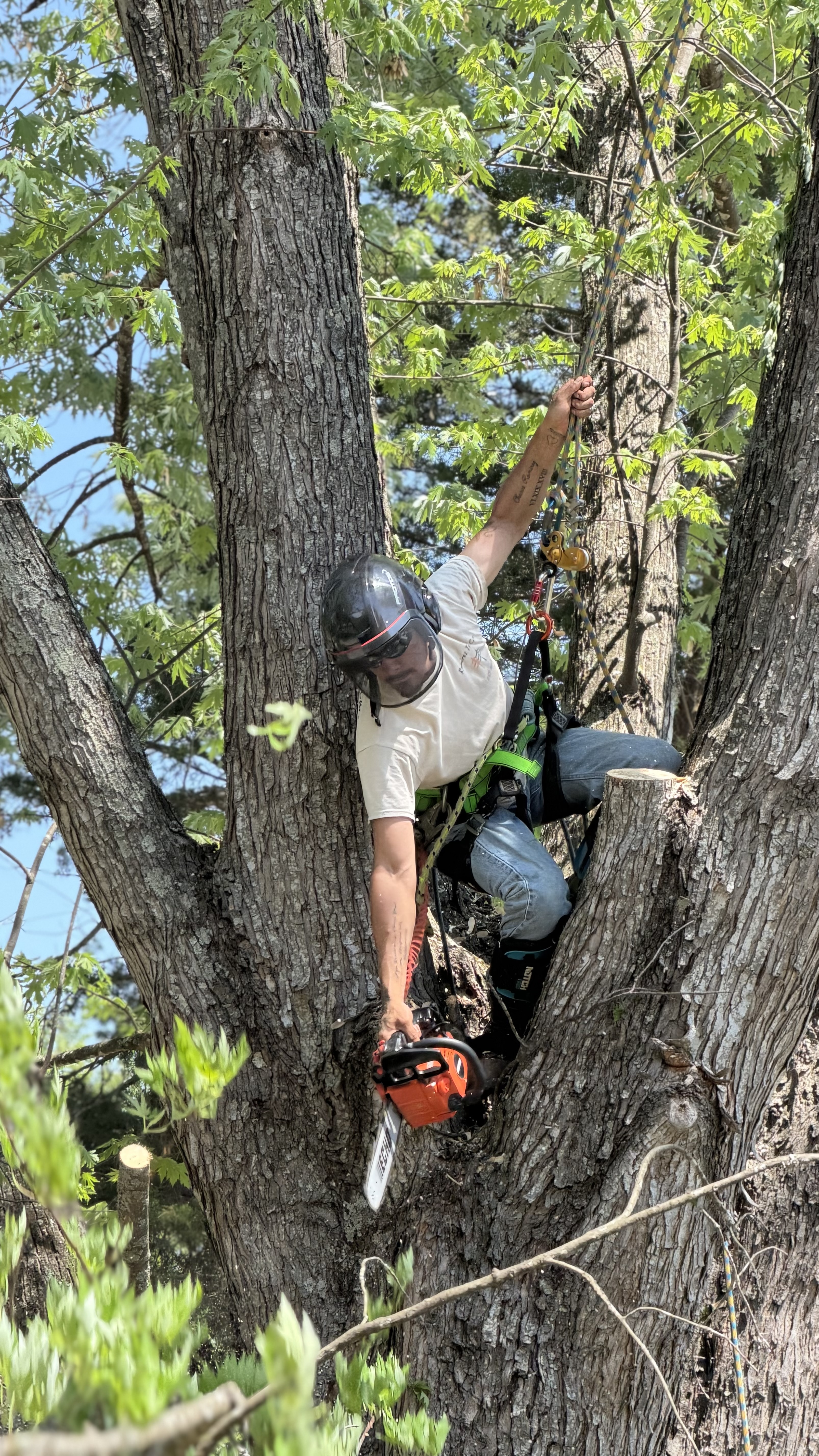  for Ramirez Tree Care in Elkin, NC