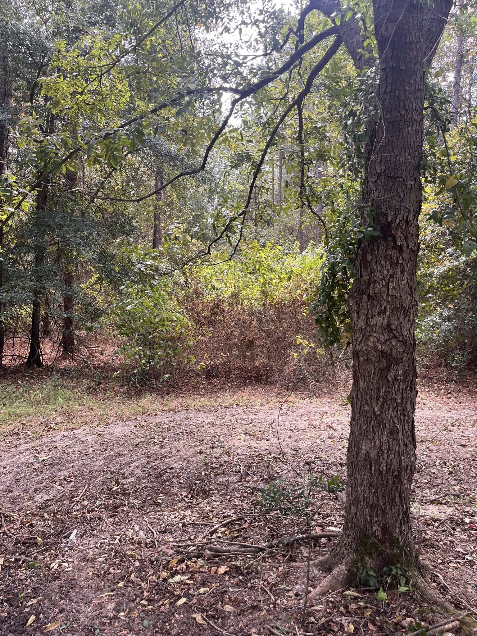  for Pinewood Land Management LLC in Nashville, GA