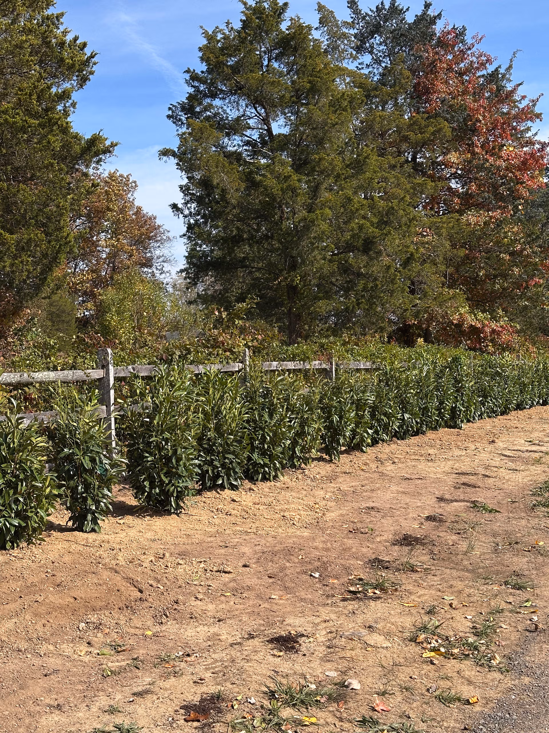 Skip Laurel Privacy Screen Taking Shape at West Amwell Township Farm