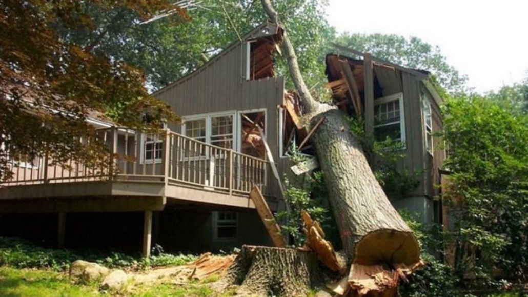  for Stinger Tree Service in Belleville, IL