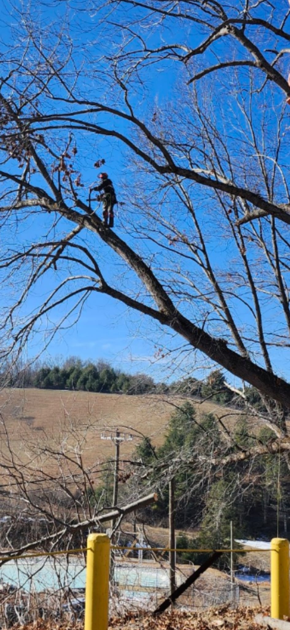  for Brothers Tree Service in Burnsville, NC