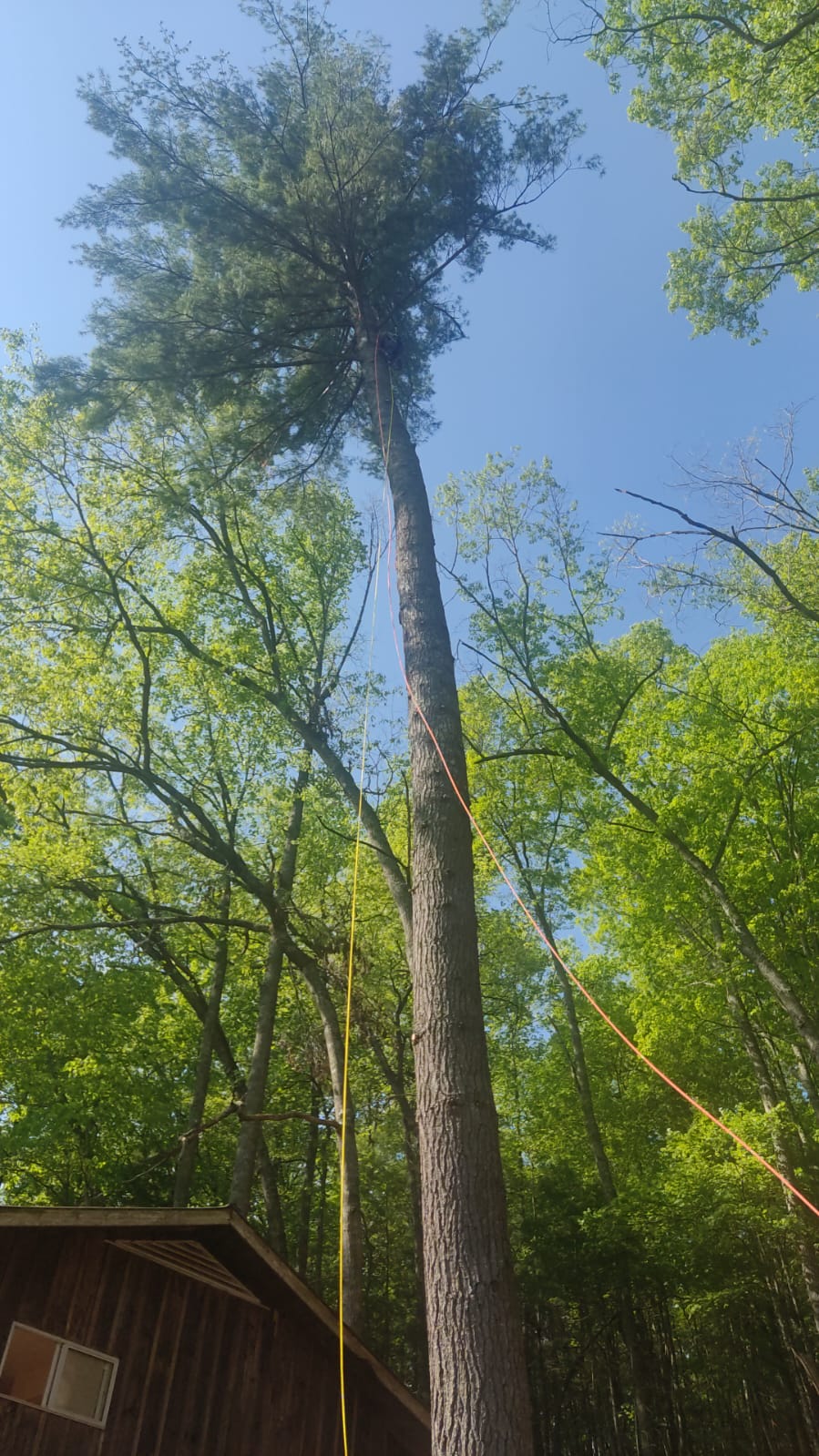  for Brothers Tree Service in Burnsville, NC