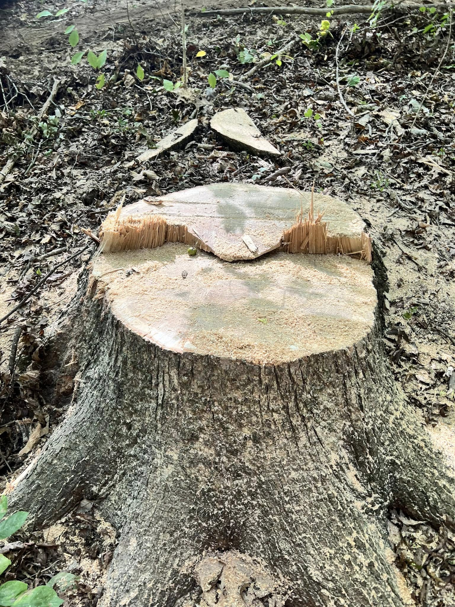 Tree Service company Kadin’s Tree Service in North Vernon, IN