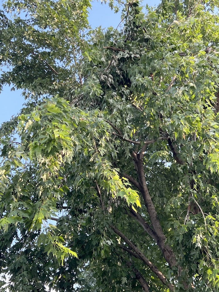  for Imber’s Tree Service LLC in Arlington, TX