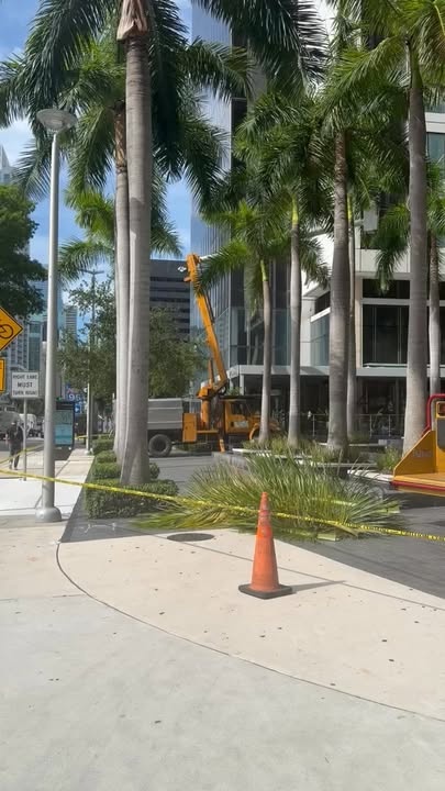  for Nurry Tree Services in Miami, FL