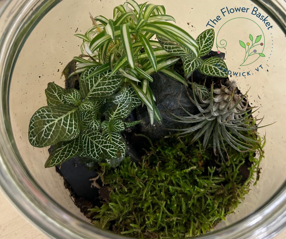  for The Dailey Daisy in Hardwick, VT