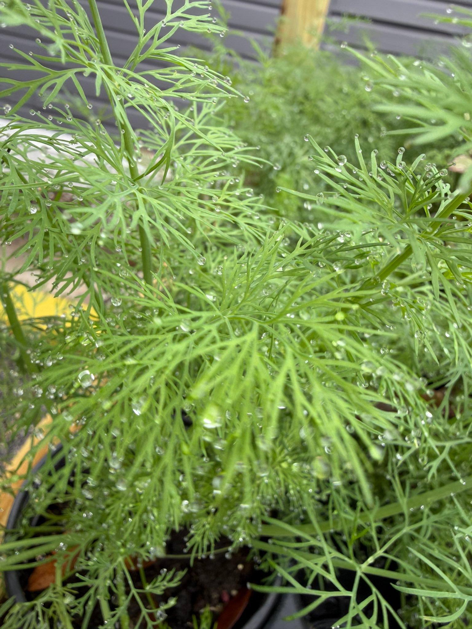  for Southern Roots Tree Farm in Crystal River, FL