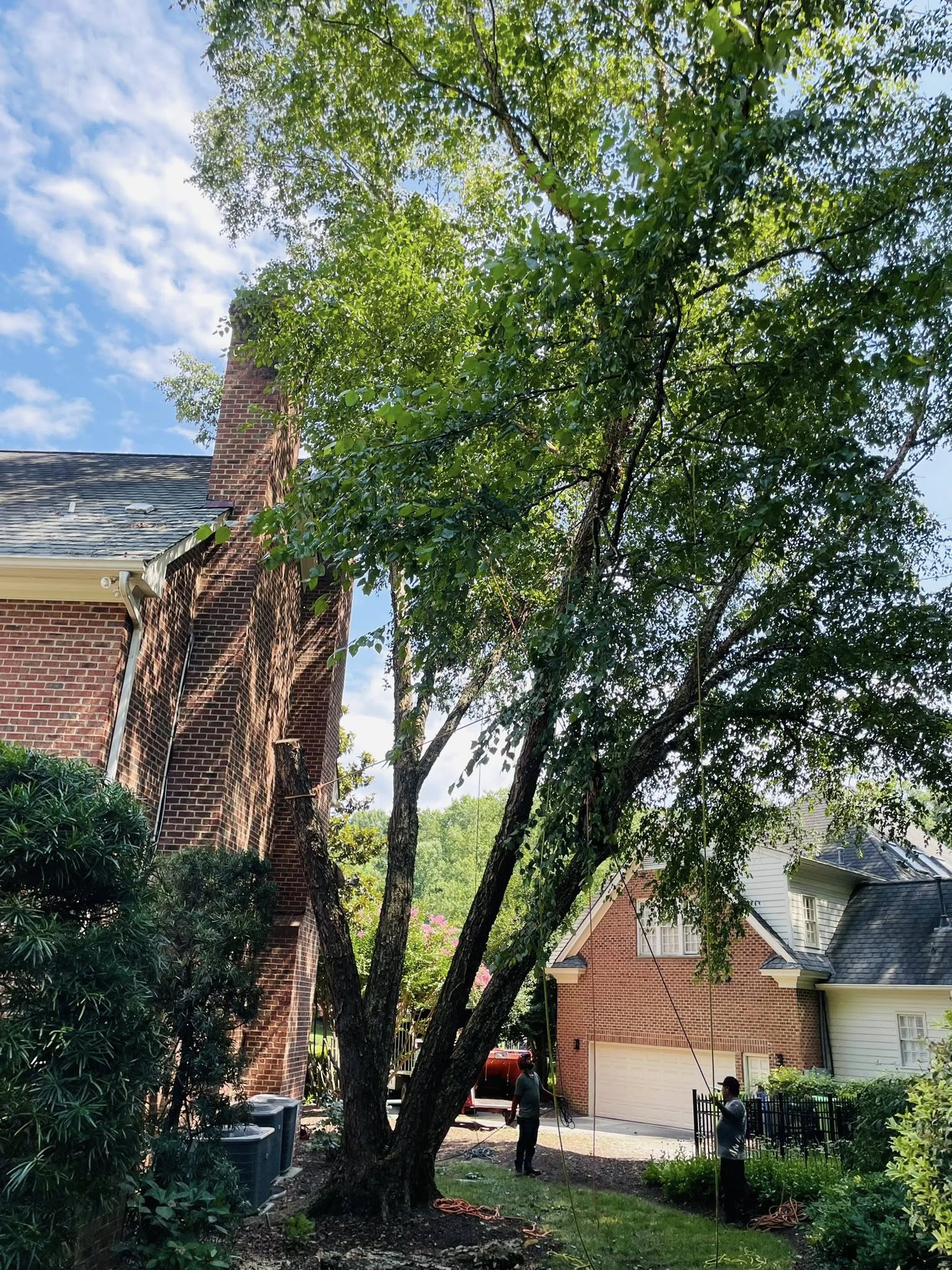  for J&J Tree Services in Raleigh, NC