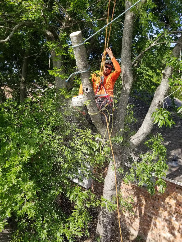  for Muniz Tree Service in North Richland Hills, TX