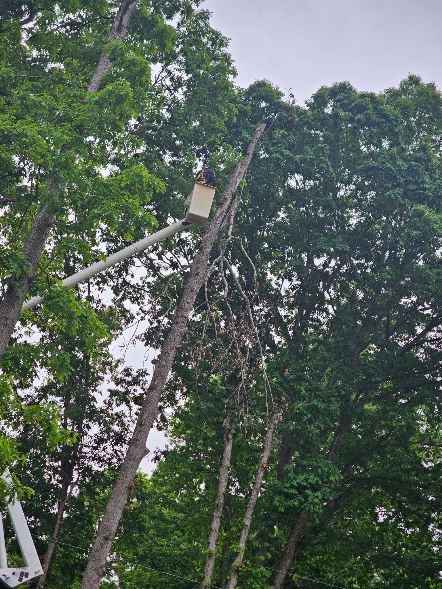  for ABC Tree Service in Dobson, NC