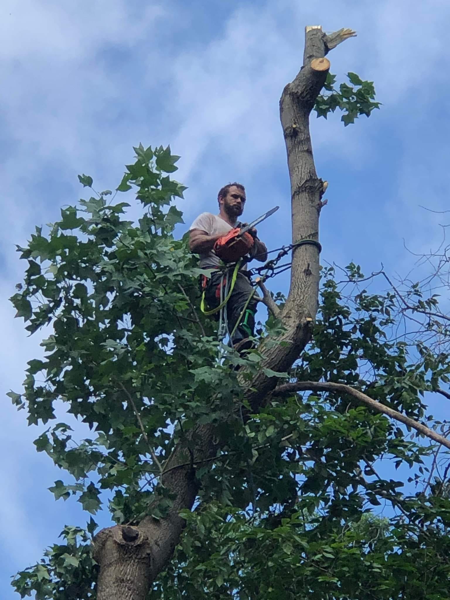  for Backwoods Tree Experts in Vale, NC