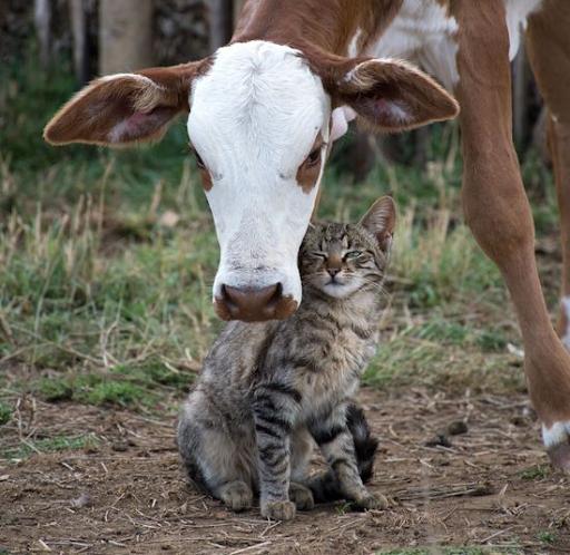  for Down Dog Yoga in Boston, MA