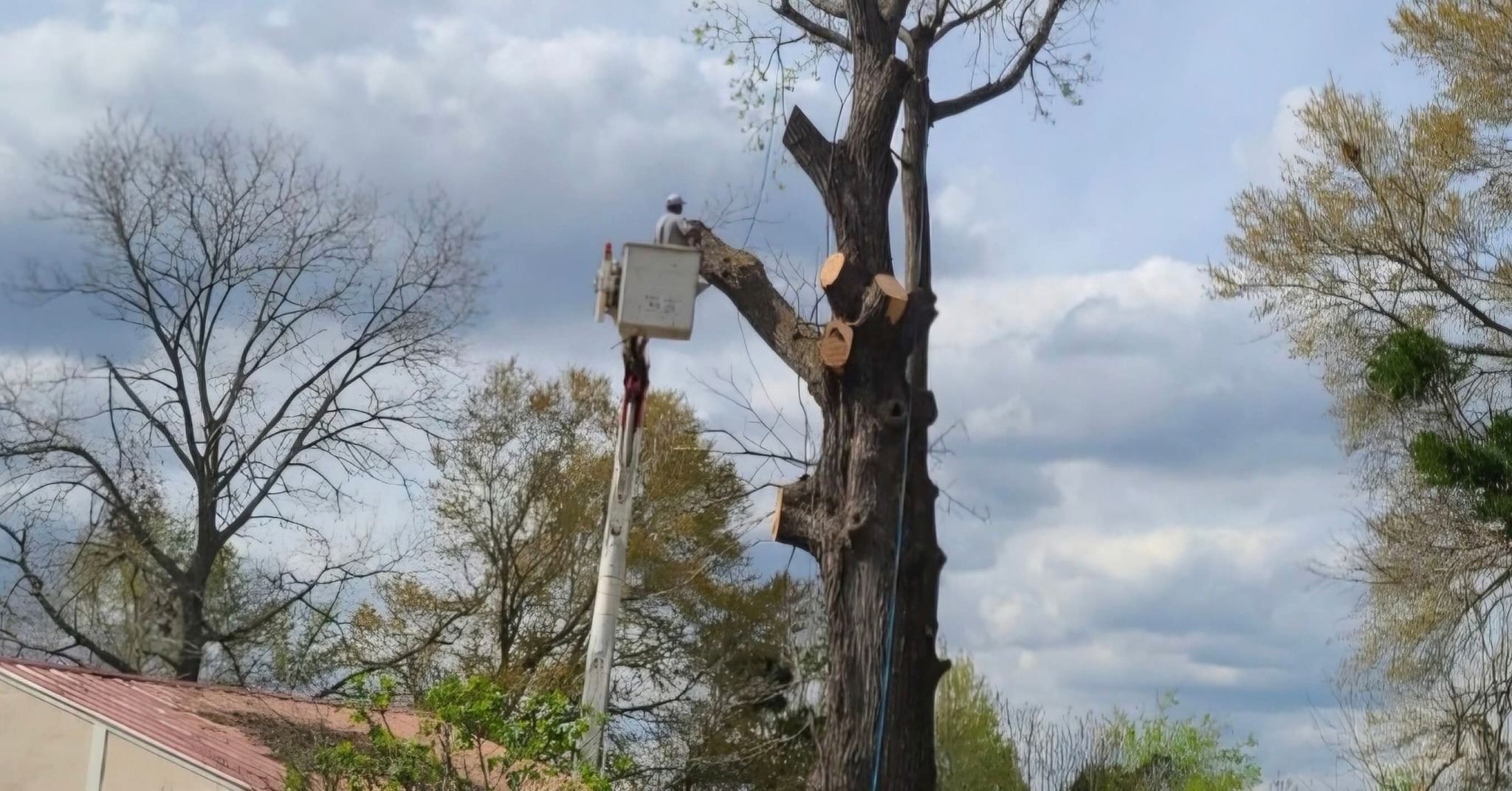 Tree Services company Breaktime Tree Trimming & Removal in Oakdale, LA