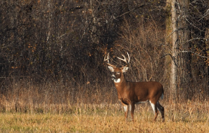  for Bluff Country Whitetails in Grand Ledge, MI