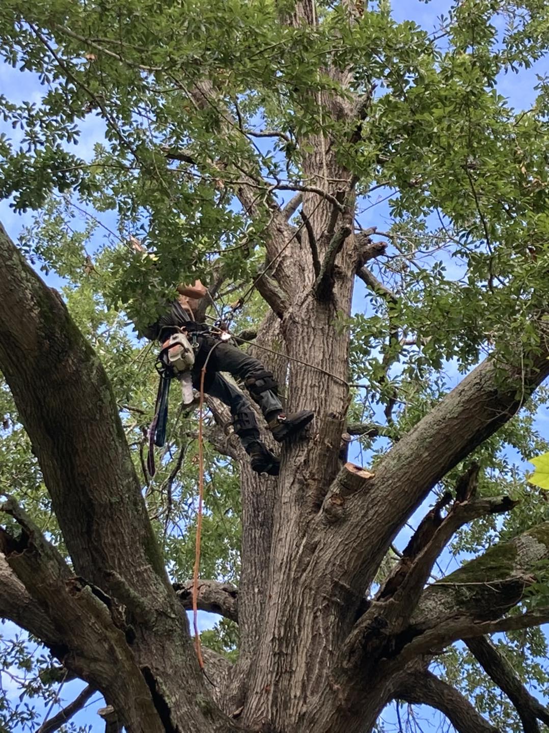  for The Tree Surgeon in Carthage, TX
