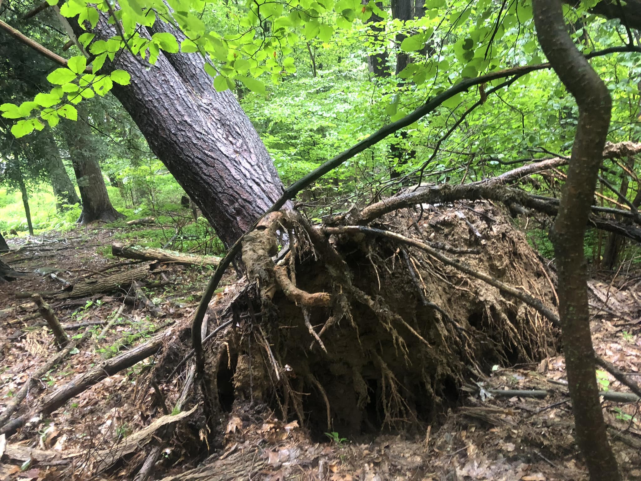  for All American Tree Services LLC in Dallas, PA