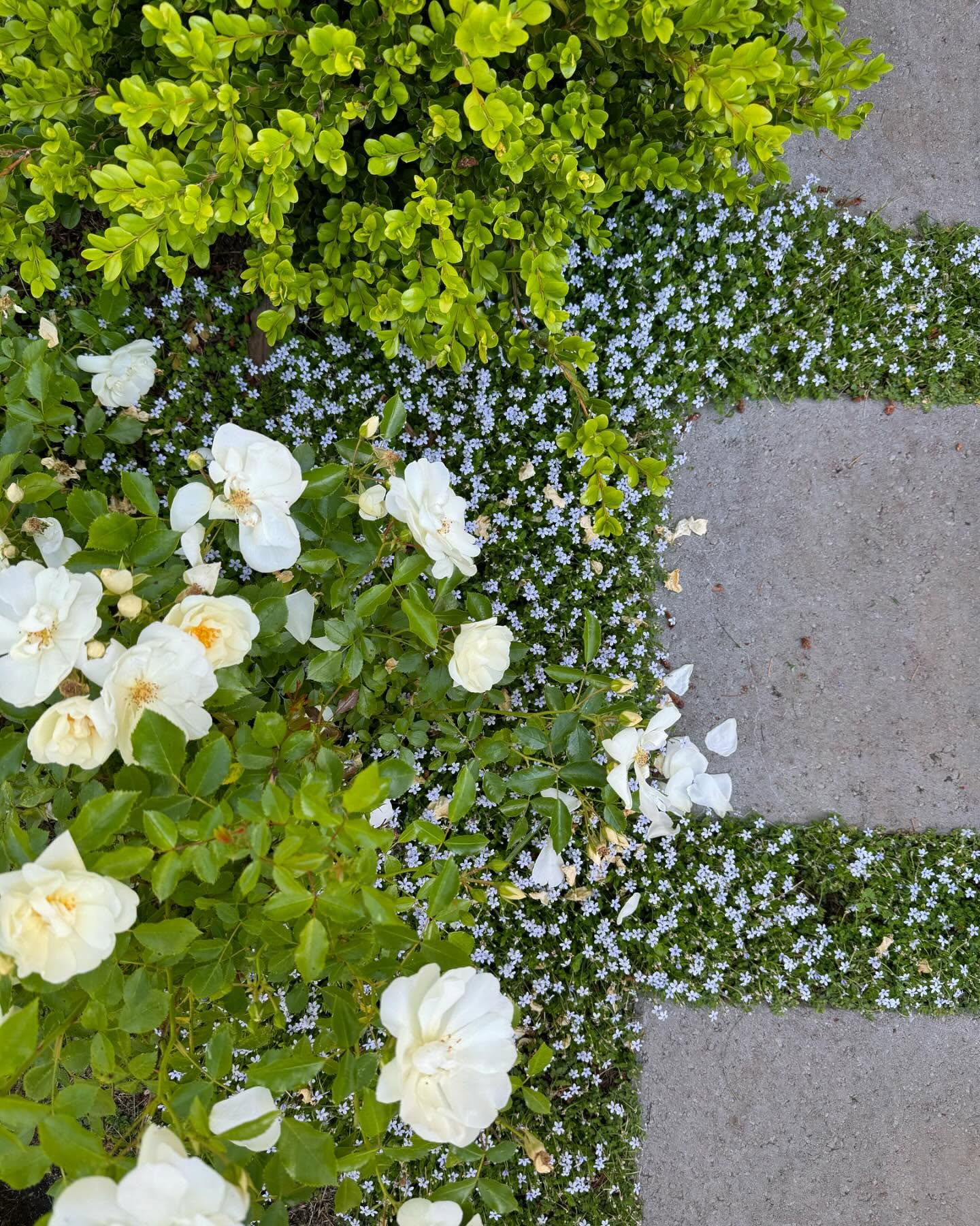  for Courtney Lewis Landscape Design in Portland, OR