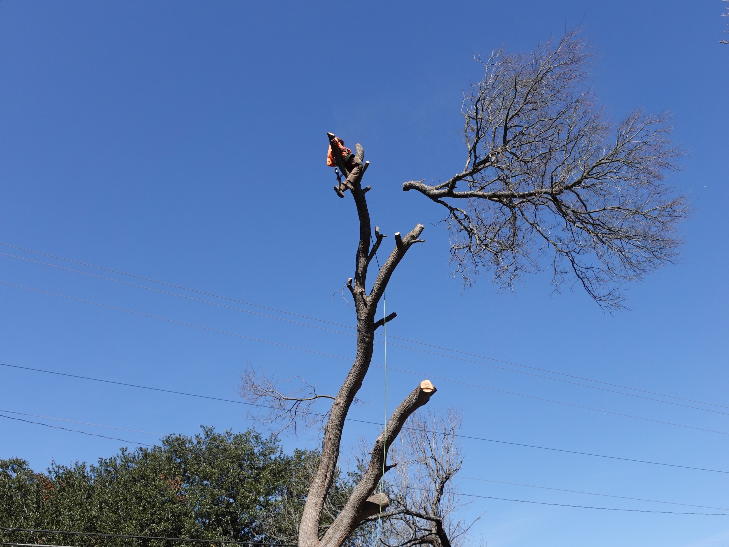 Tree Services company Elevate Tree Care in Gillette, WY