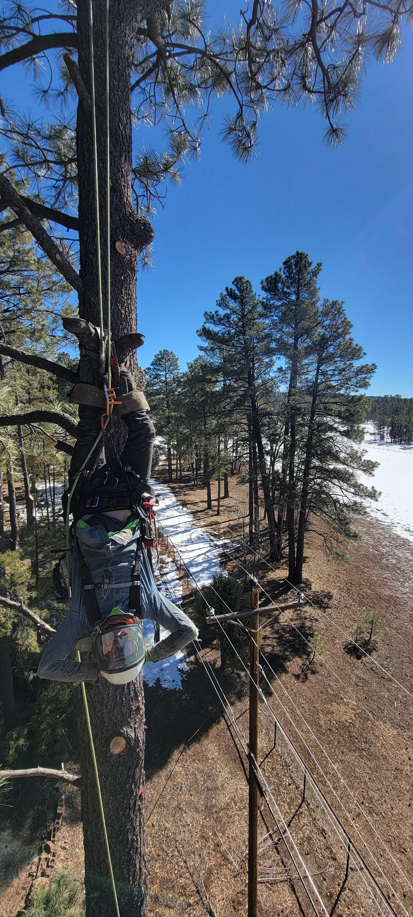  for StockPro Tree Specialists in Show Low, AZ