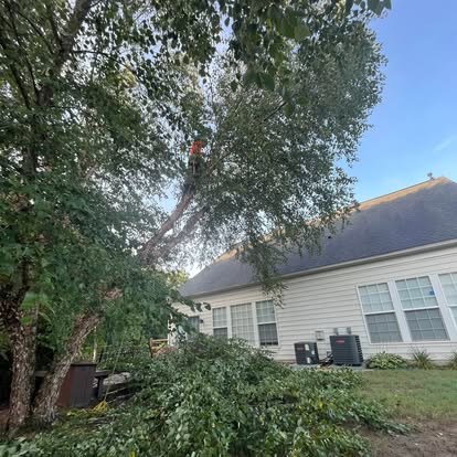  for Pedro's Tree Removal in Charlotte, NC