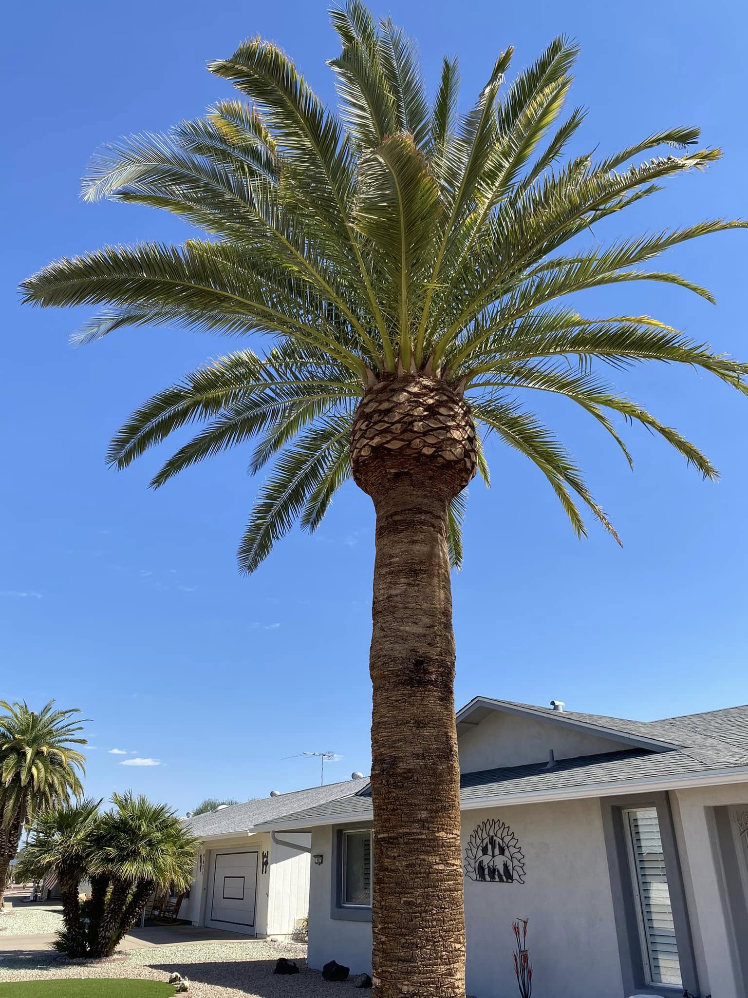  for Ramirez Landscaping in El Mirage, AZ