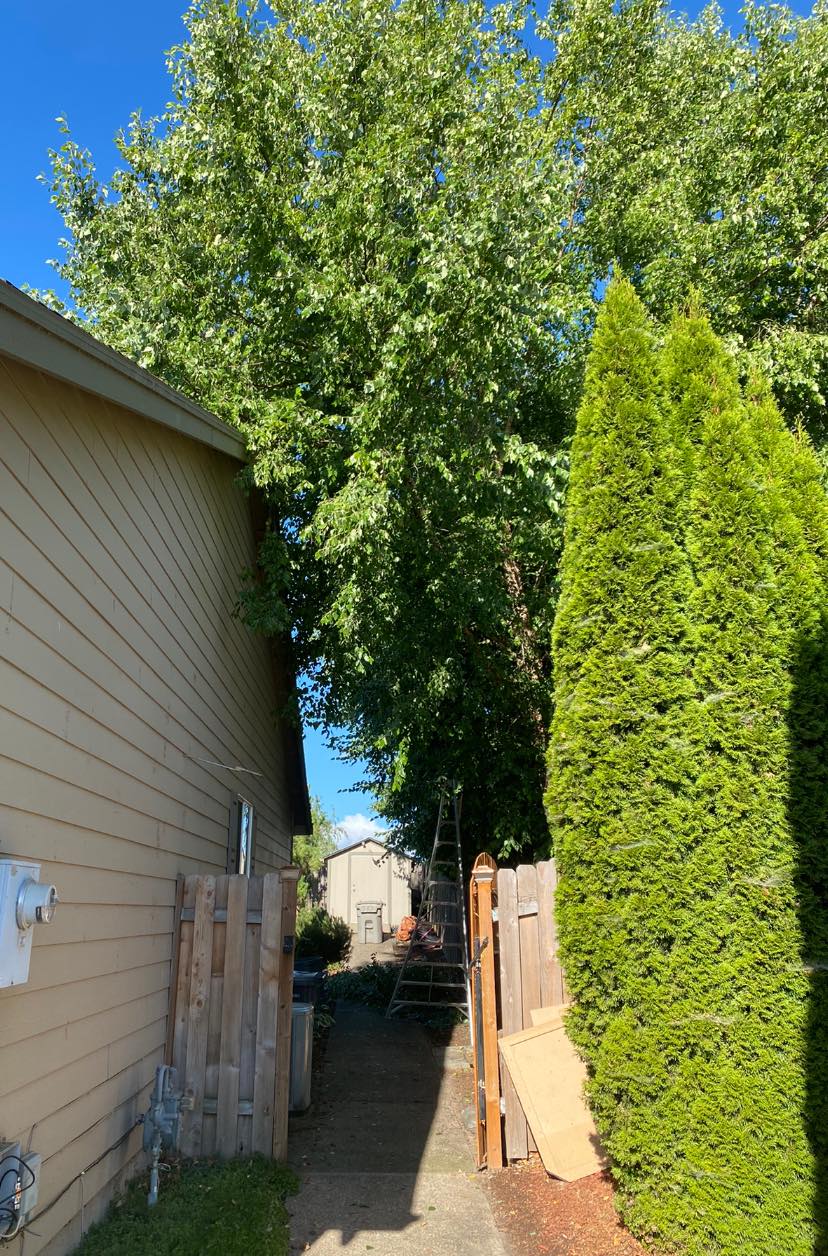  for Willamette Landscaping and Tree Services in Albany, OR