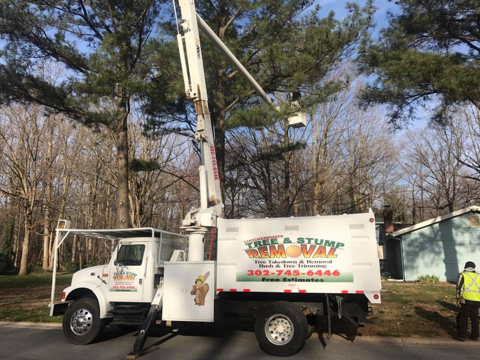  for Loockerman's Tree and Stump Removal in Dover, DE