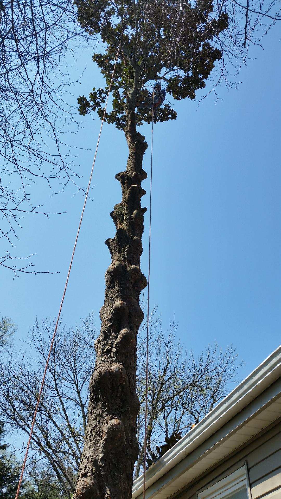 Tall trunk after a crown raise with the rigging line still attached