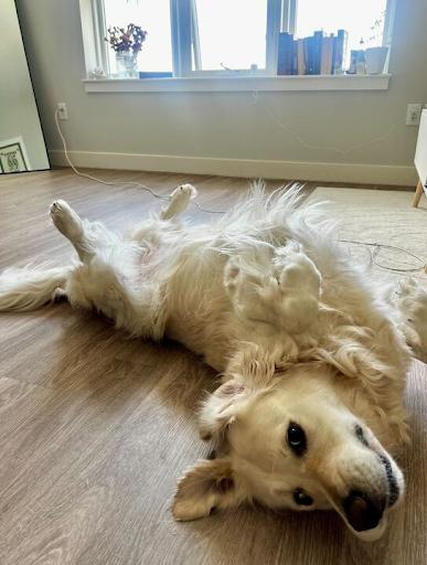  for Down Dog Yoga in Boston, MA