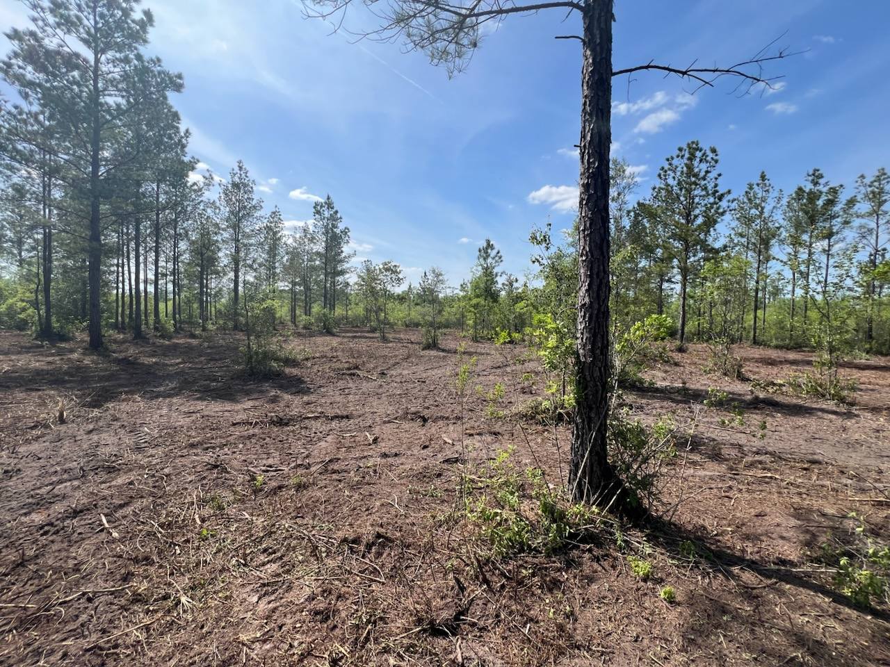  for TDWS Land Management in Blackshear, GA