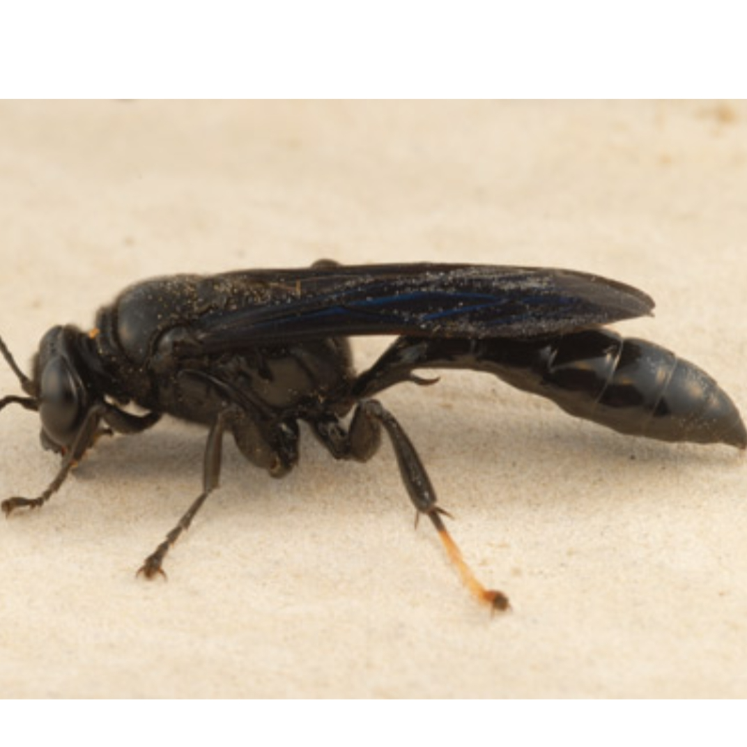  for Niko's Pest Control in Las Vegas, NV