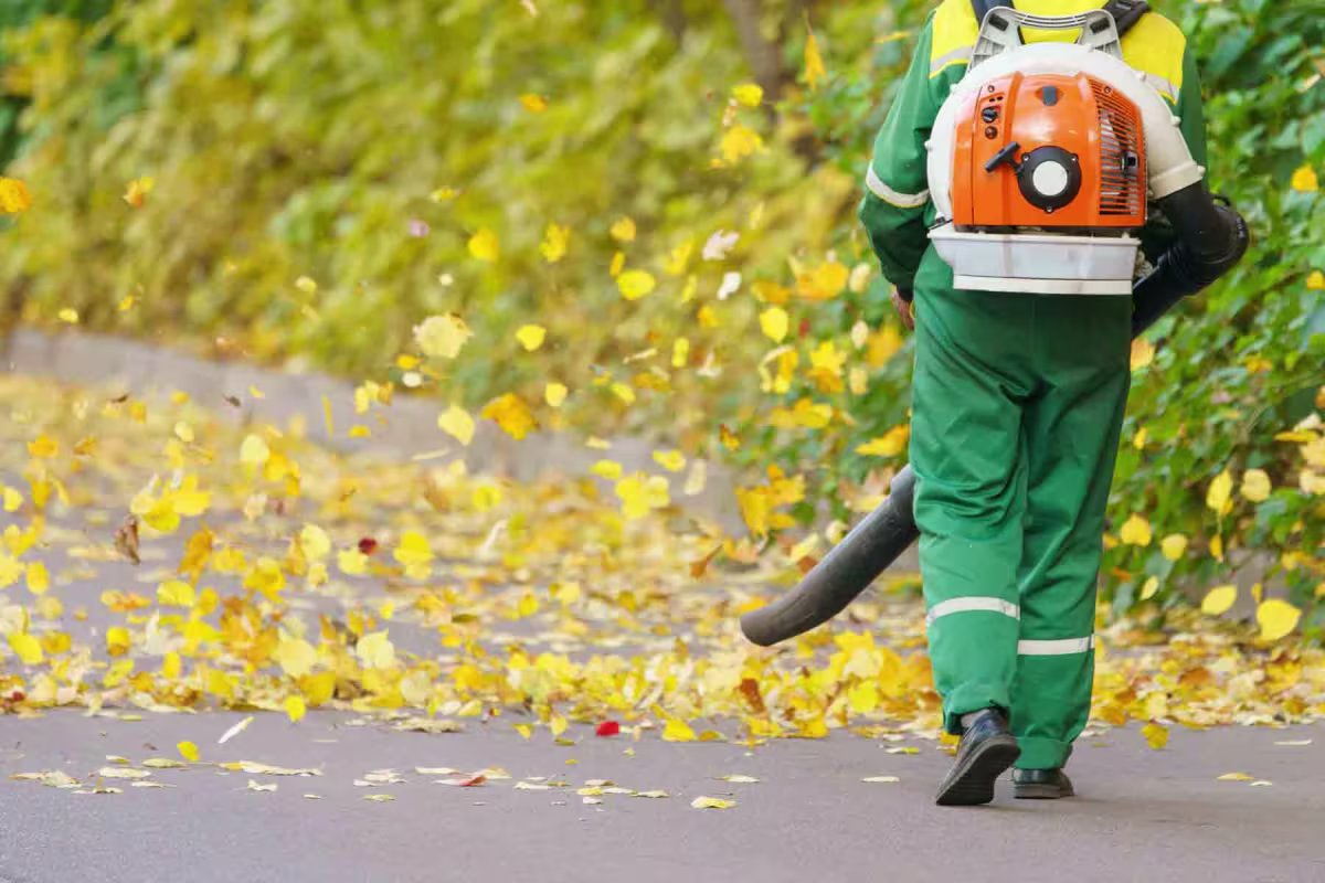Leaf Removal