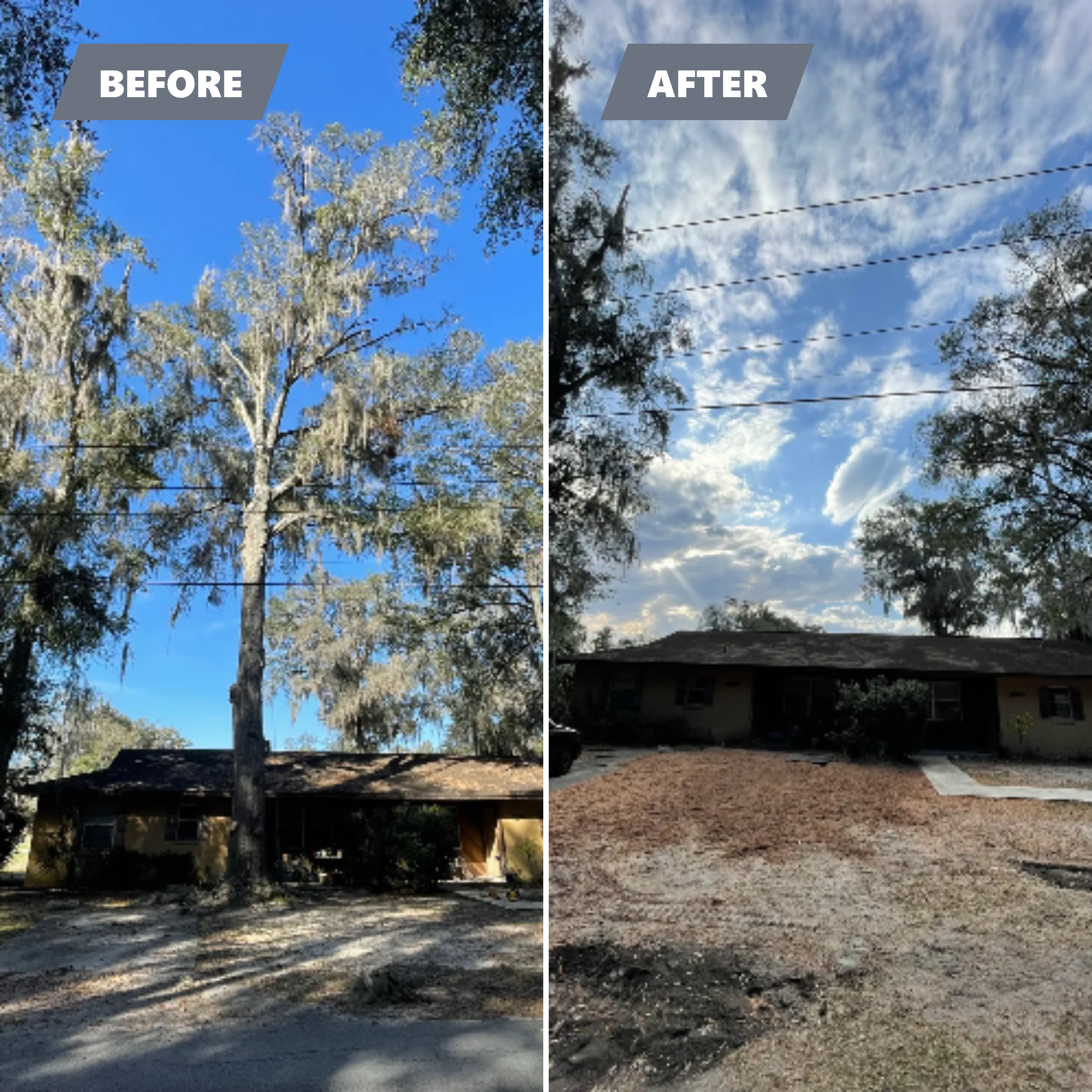  for Mr. Timber in Ocala, FL